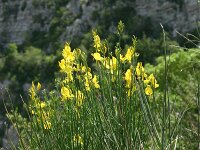 Spartium junceum 2, Spaanse brem, Saxifraga-Dirk Hilbers