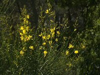 Spartium junceum 20, Spaanse brem, Saxifraga-Jan van der Straaten