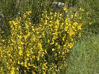 Spartium junceum 22, Spaanse brem, Saxifraga-Jan van der Straaten