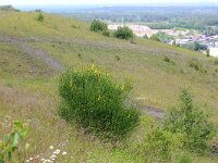 Spartium junceum 25, Spaanse brem, Saxifraga-Rutger Barendse