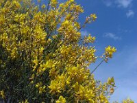 Spartium junceum 28, Spaanse brem, Saxifraga-Ed Stikvoort