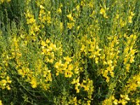 Spartium junceum 31, Spaanse brem, Saxifraga-Rutger Barendse