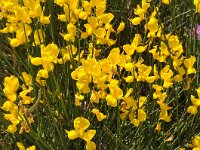 Spartium junceum 32, Spaanse brem, Saxifraga-Harry Jans