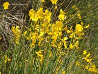 Spartium junceum 34, Spaanse brem, Saxifraga-Harry Jans