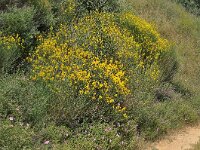 Spartium junceum 35, Spaanse brem, Saxifraga-Harry Jans