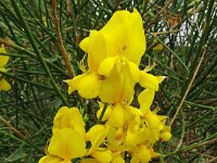 Spartium junceum 38, Spaanse brem, Saxifraga-Hans Grotenhuis