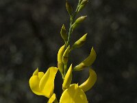 Spartium junceum 6, Spaanse brem, Saxifraga-Willem van Kruijsbergen