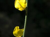 Spartium junceum 9, Spaanse brem, Saxifraga-Willem van Kruijsbergen