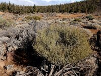 Spartocytisus supranubius 10, Saxifraga-Ed Stikvoort