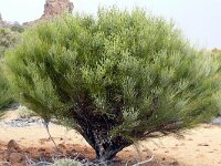 Spartocytisus supranubius 11, Saxifraga-Hans Grotenhuis