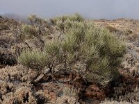 Spartocytisus supranubius 2, Saxifraga-Ed Stikvoort