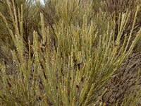 Spartocytisus supranubius 3, Saxifraga-Ed Stikvoort