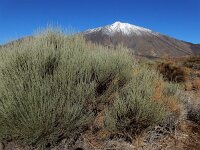 Spartocytisus supranubius 4, Saxifraga-Ed Stikvoort