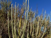 Spartocytisus supranubius 5, Saxifraga-Ed Stikvoort