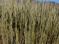 Spartocytisus supranubius 6, Saxifraga-Ed Stikvoort