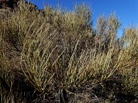 Spartocytisus supranubius 7, Saxifraga-Ed Stikvoort