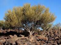 Spartocytisus supranubius 8, Saxifraga-Ed Stikvoort