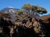 Spartocytisus supranubius 9, Saxifraga-Ed Stikvoort