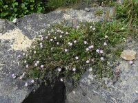 Spergularia rupicola 2, Saxifraga-Ed Stikvoort : Spainish Point