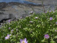 Spergularia rupicola 3, Saxifraga-Ed Stikvoort : Spainish Point