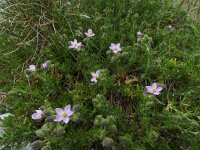Spergularia rupicola 4, Saxifraga-Ed Stikvoort : Spainish Point