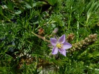 Spergularia rupicola 5, Saxifraga-Ed Stikvoort : Spainish Point s9900