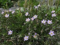 Spergularia rupicola 6, Saxifraga-Ed Stikvoort : Spainish Point