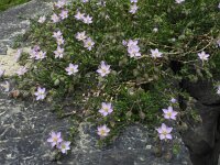 Spergularia rupicola 7, Saxifraga-Ed Stikvoort : Spainish Point