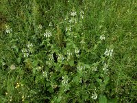 Stachys spinulosa 2, Saxifraga-Ed Stikvoort : Melissani grot Drakopoulata - Sami Kefalonia s9900