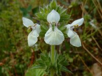 Stachys spinulosa 3, Saxifraga-Ed Stikvoort : Limni Keri Zakynthos s9900