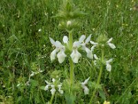 Stachys spinulosa 4, Saxifraga-Ed Stikvoort : Melissani grot Drakopoulata - Sami Kefalonia s9900