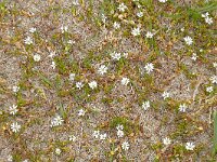 Stellaria humifusa 2, Saxifraga-Hans Grotenhuis