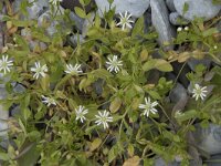 Stellaria humifusa 4, Saxifraga-Willem van Kruijsbergen