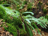 Struthiopteris spicant  13, Dubbelloof, Saxifraga-Rudmer Zwerver