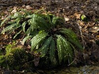 Struthiopteris spicant  18, Dubbelloof, Saxifraga-Jan van der Straaten