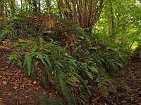 Struthiopteris spicant  2, Dubbelloof, Saxifraga-Hans Dekker