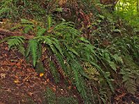 Struthiopteris spicant  20, Dubbelloof, Saxifraga-Hans Dekker