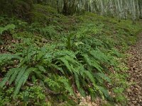 Struthiopteris spicant  23, Dubbelloof, Saxifraga-Willem van Kruijsbergen