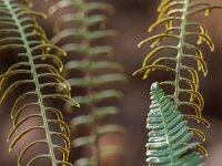 Struthiopteris spicant  25, Dubbelloof, Saxifraga-Jelmer Reyntjes : Blechnum spicant, dubbelloof