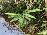 Struthiopteris spicant  28, Dubbelloof, Saxifraga-Rutger Barendse