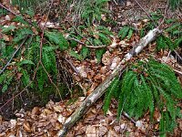 Struthiopteris spicant  3, Dubbelloof, Saxifraga-Hans Dekker