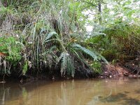 Struthiopteris spicant  32 Dubbelloof, Saxifraga-Rutger Barendse
