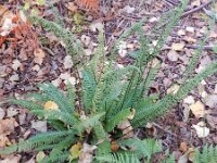 Struthiopteris spicant  33, Dubbelloof, Saxifraga-Rutger Barendse