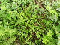 Struthiopteris spicant  36, Dubbelloof, Saxifraga-Rutger Barendse