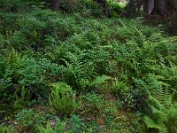 Struthiopteris spicant  37, Dubbelloof, Saxifraga-Ed Stikvoort