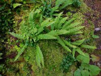 Struthiopteris spicant  39, Dubbelloof, Saxifraga-Ed Stikvoort