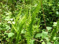 Struthiopteris spicant  44, Dubbelloof, Saxifraga-Rutger Barendse
