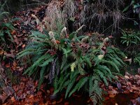 Struthiopteris spicant  45, Dubbelloof, Saxifraga-Ed Stikvoort