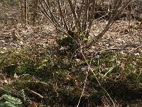 Struthiopteris spicant  7, Dubbelloof, Saxifraga-Jan van der Straaten