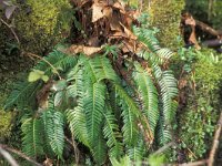 Struthiopteris spicant  ssp spicant 4, Dubbelloof, Saxifraga-Jan Jansen